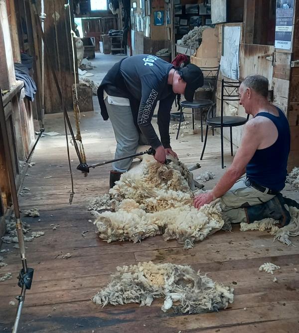 shearing